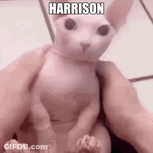 Hairless Cat Being Held By Person Named Harrison GIF