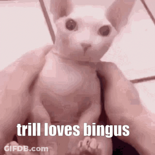 Hairless Cat Held With Caption Trill Loves Bingus GIF