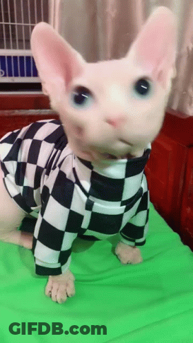 Hairless Cat In Black And White Checkered Sweater GIF