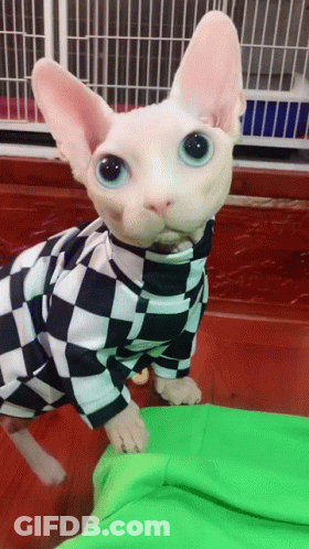 Hairless Cat In Checkered Shirt Looking At Camera GIF