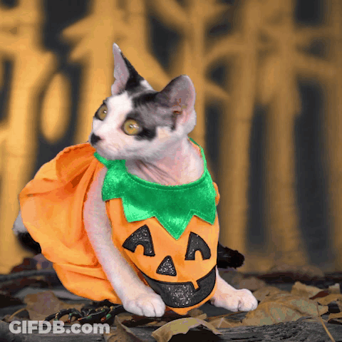Hairless Cat In Orange Pumpkin Costume GIF