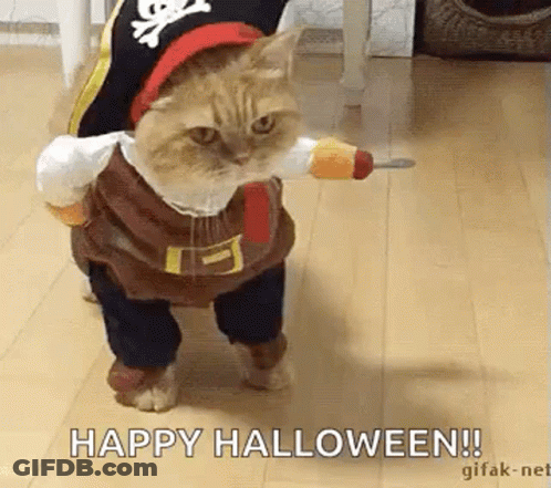 Hairless Cat In Orange Pumpkin Costume GIF