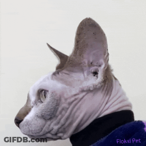 Hairless Cat Lying On Another Cat GIF