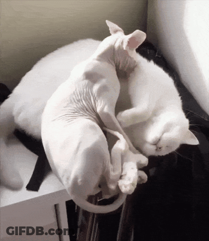 Hairless Cat Lying On Another Cat GIF