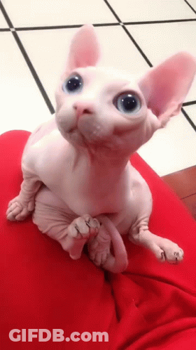 Hairless Cat On Lap Looking At Camera GIF