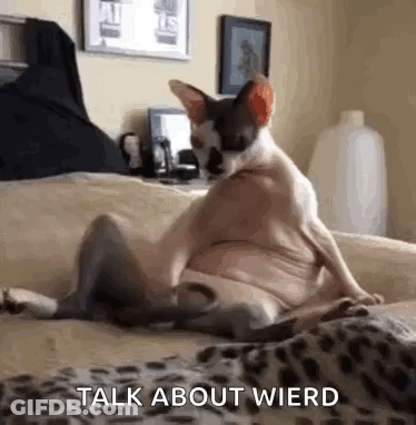 Hairless Cat Sitting Cross-Legged On Leopard Blanket GIF