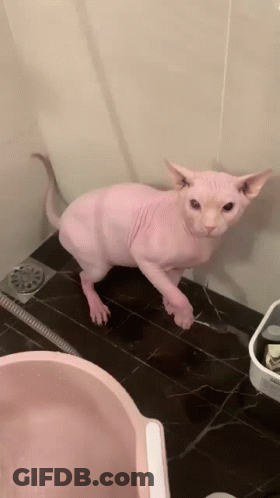 Hairless Cat Standing In Bathroom Next To Pink Bowl GIF