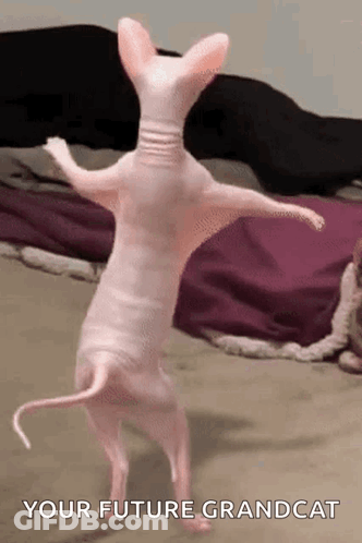 Hairless Cat Standing On Hind Legs In Bedroom GIF