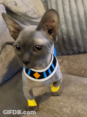 Hairless Cat With Blue And White Collar GIF