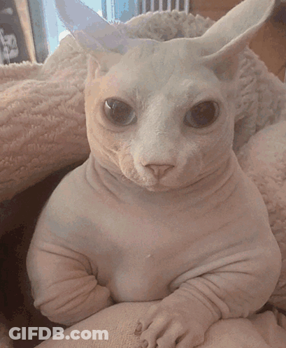 Hairless Cat With Bunny Ears Sitting GIF