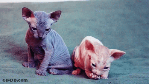 Hairless Cat With Chain Bongus Drip GIF