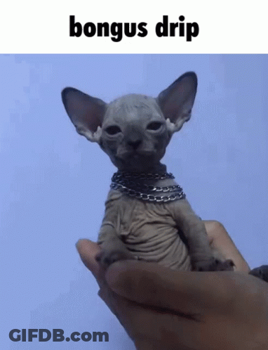 Hairless Cat With Chain Bongus Drip GIF