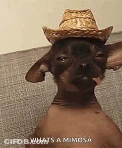 Hairless Cat With Cowboy Hat And Tongue Out GIF