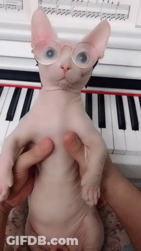 Hairless Cat With Glasses At Piano Keyboard GIF