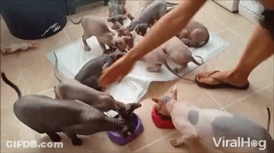 Hairless Cats Eating From Purple Bowls GIF