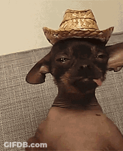 Hairless Chihuahua In Cowboy Hat Sticking Tongue Out GIF
