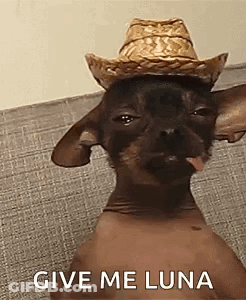 Hairless Dog Wearing Cowboy Hat Tongue Out GIF