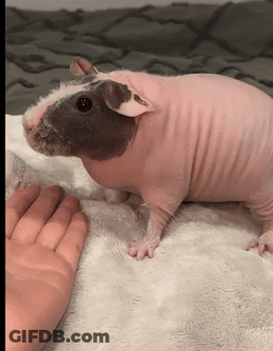 Hairless Guinea Pig Laying On Blanket With Person's Hand GIF