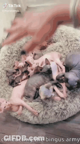 Hairless Kittens Laying On Bed GIF