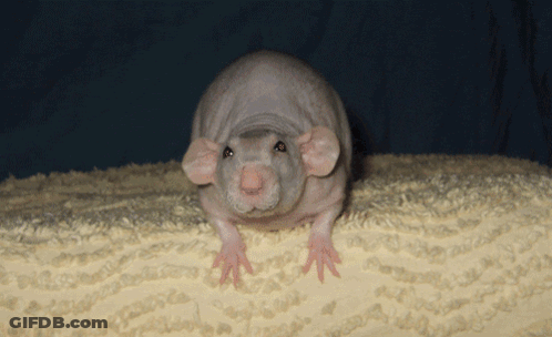 Hairless Rat Sitting On Blanket GIF