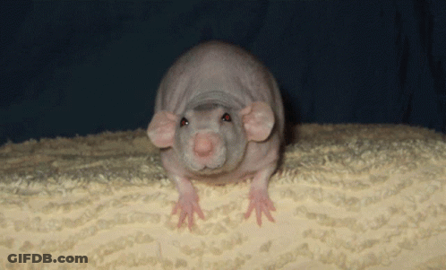 Hairless Rat Sitting On Blanket GIF