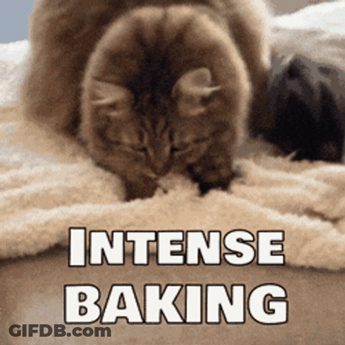 Hairy Adorable Cat Intense Making Biscuits GIF