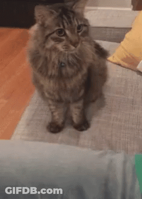 Hairy Precious Cat Making Biscuits GIF