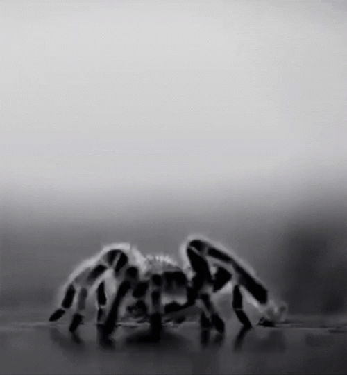 Hairy Scary Spider Crawling GIF