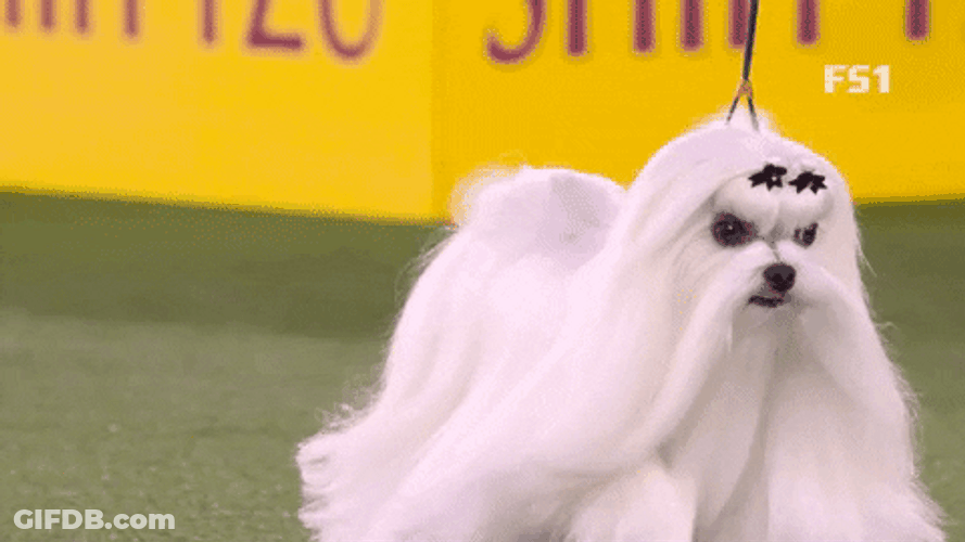 Hairy Walking Dog GIF