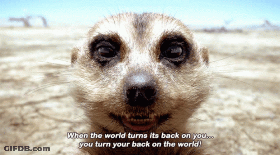 Hakuna Matata Timon Close Up GIF