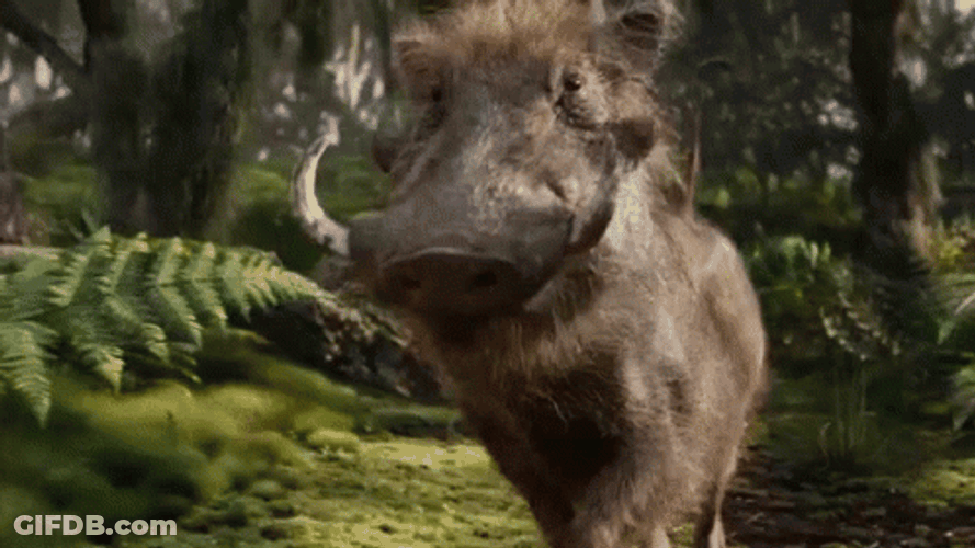 Hakuna Matata Wild Boar Pumbaa Strolling GIF