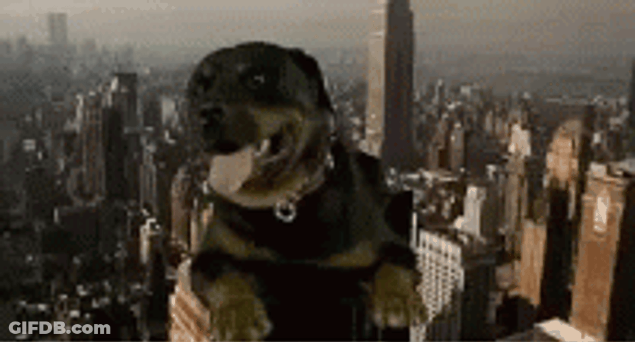 Half Baked Dog In The City GIF