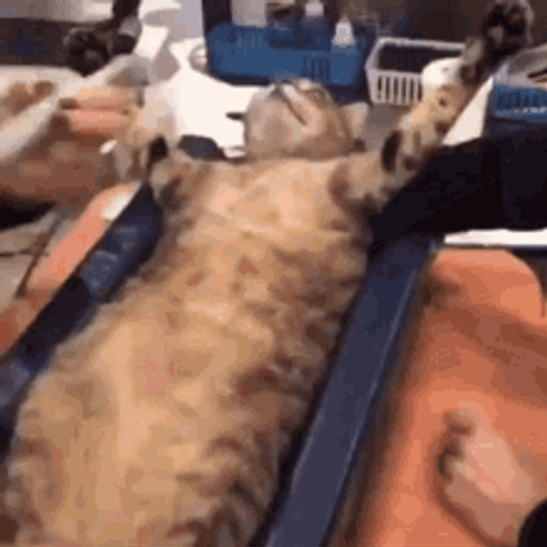 Hallelujah Cat Pose GIF