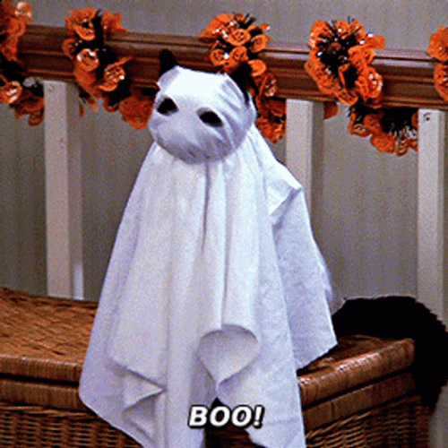 Halloween Cat Boo GIF