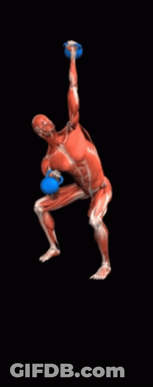 Hammer Curls Body Anatomy GIF