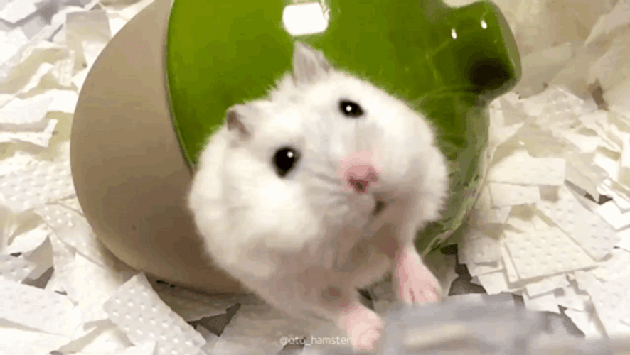 Hampter Being Sucked Into The Hole GIF