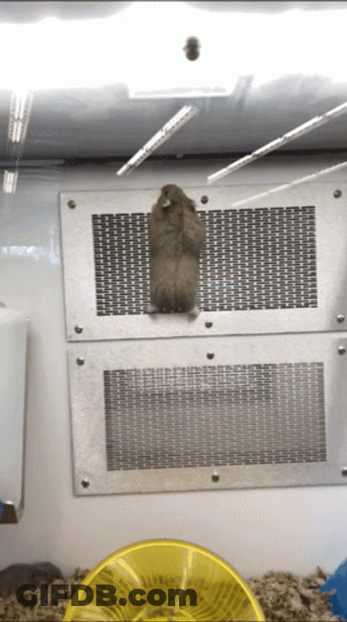 Hampter Falling Off The Vent GIF