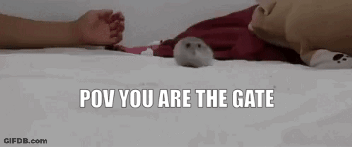 Hampter Going Inside The Gate GIF