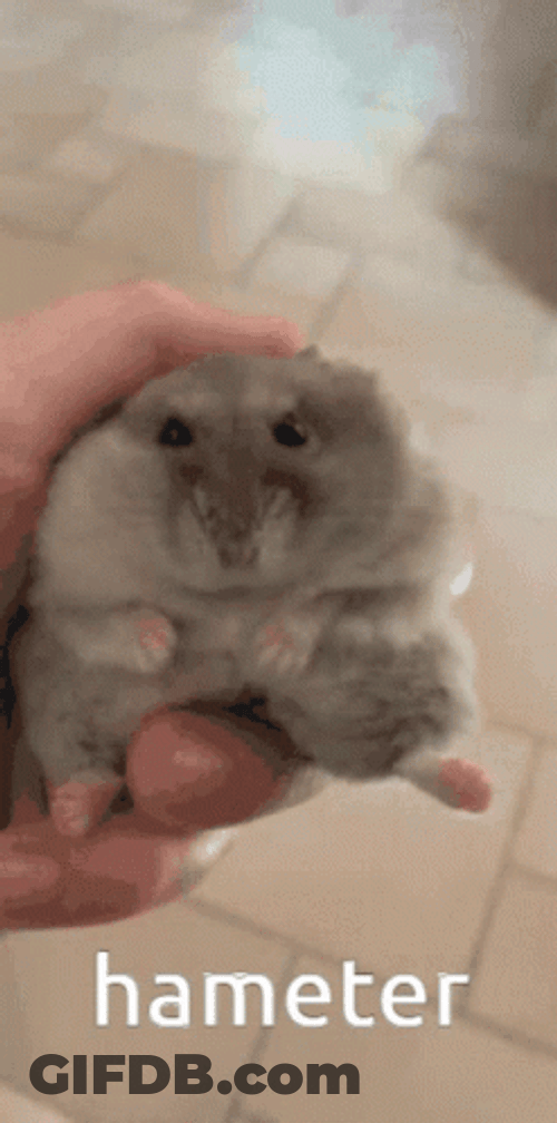 Hampter Hameter Small Hamster GIF