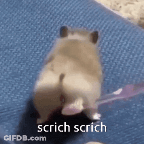 Hampter Loving Butt Scratch GIF