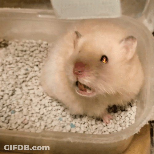 Hampter Meme Blowing Fire GIF