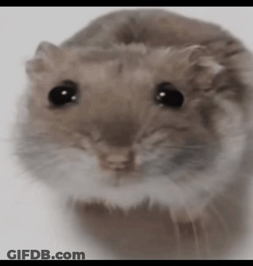 Hampter Meme Boba Eyes GIF