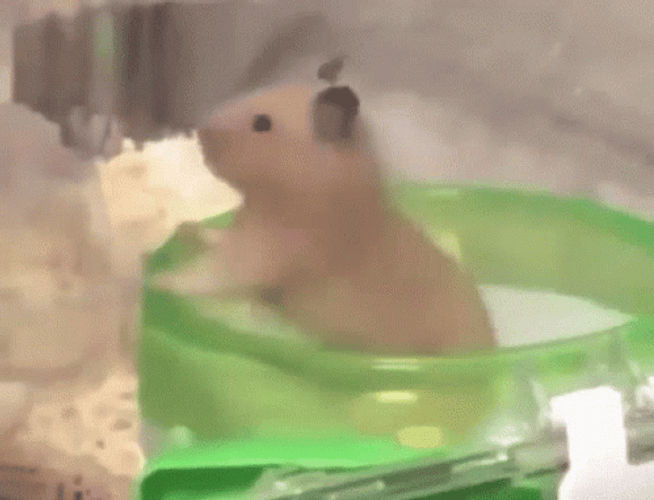 Hampter Meme Chlling And Rotating GIF