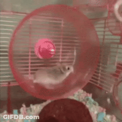 Hampter Meme Falling From Rolling Wheels GIF