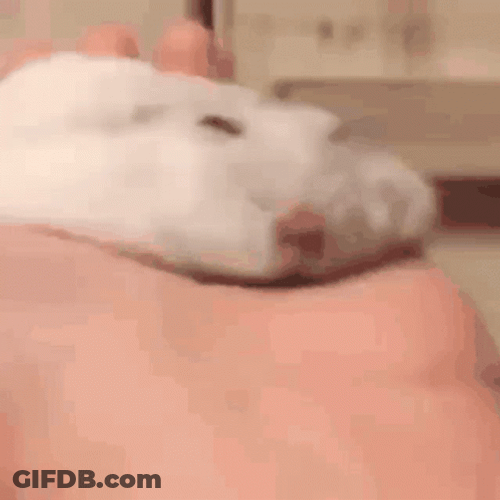 Hampter Meme Flatly Sleeping GIF