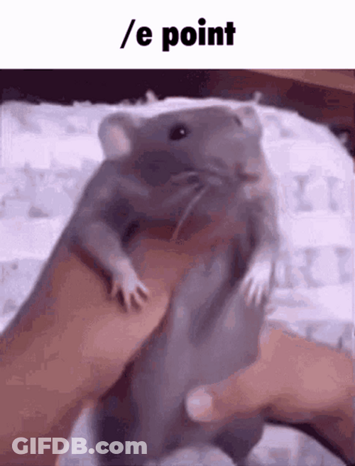 Hampter Meme Forcing To Dance GIF