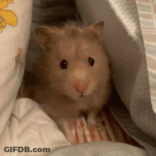 Hampter Meme Hiding GIF