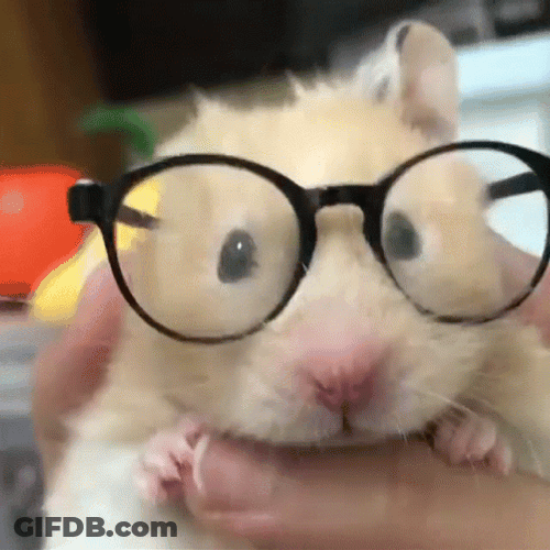 Hampter Meme In Eyeglasses GIF