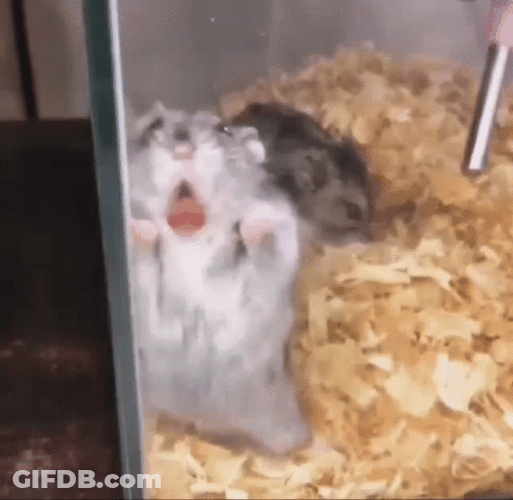 Hampter Meme Licking GIF