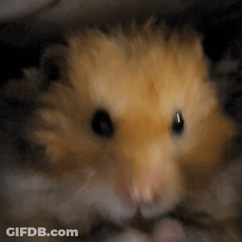 Hampter Meme Reaching Hands GIF